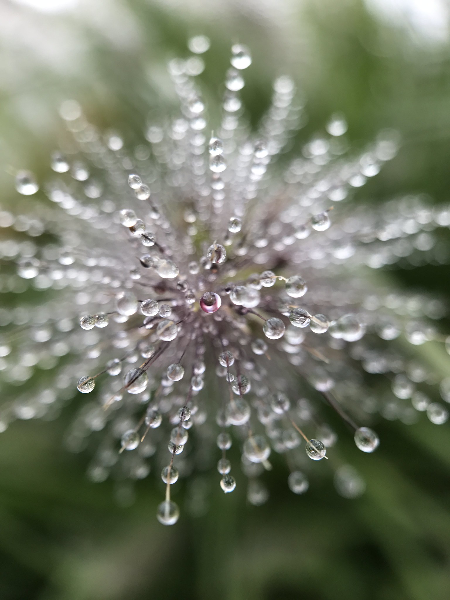 Dauwdruppels op lampenpoetsersgras