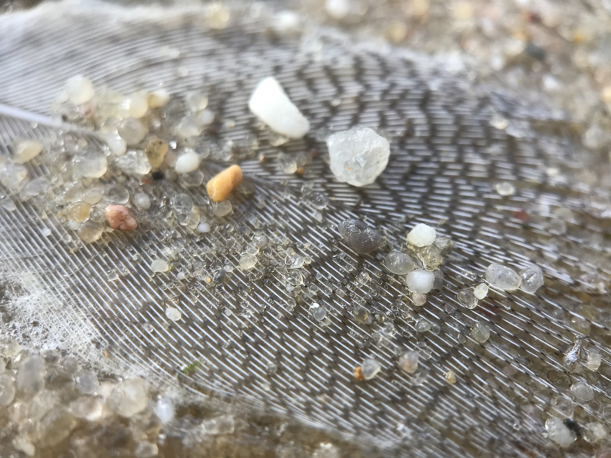 Een veer in het water met zand